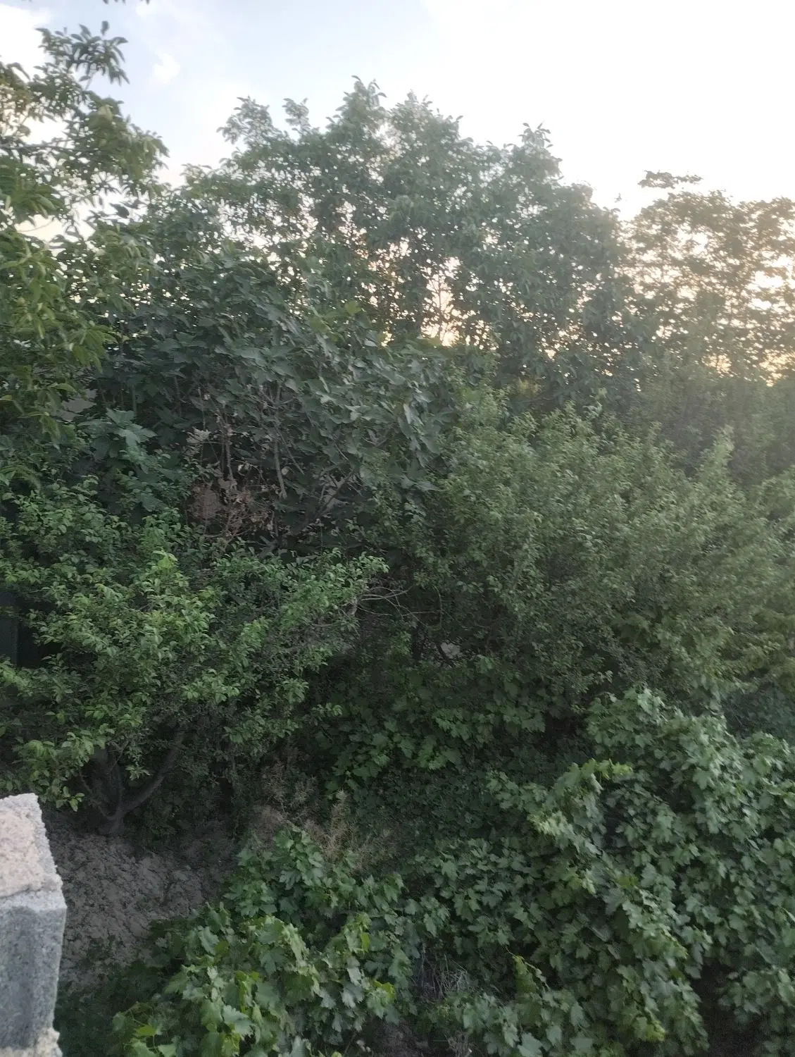 باغچه  چهار دیواری نزدیک جاده