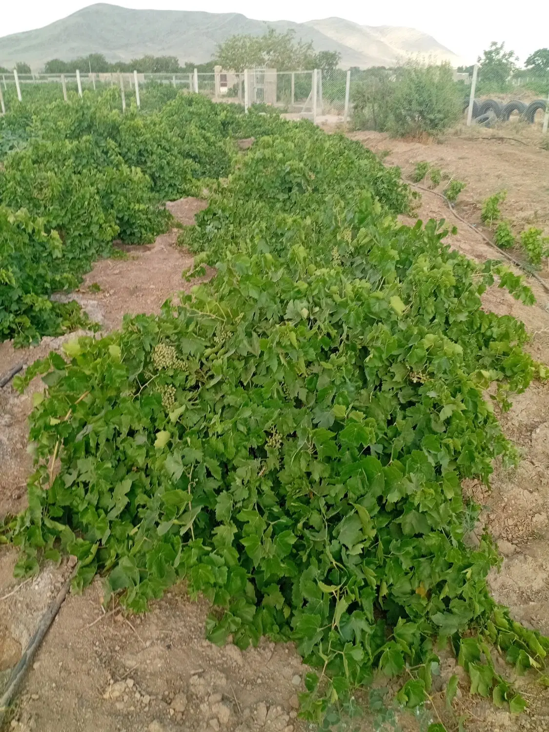 باغ انگور نمازگاه