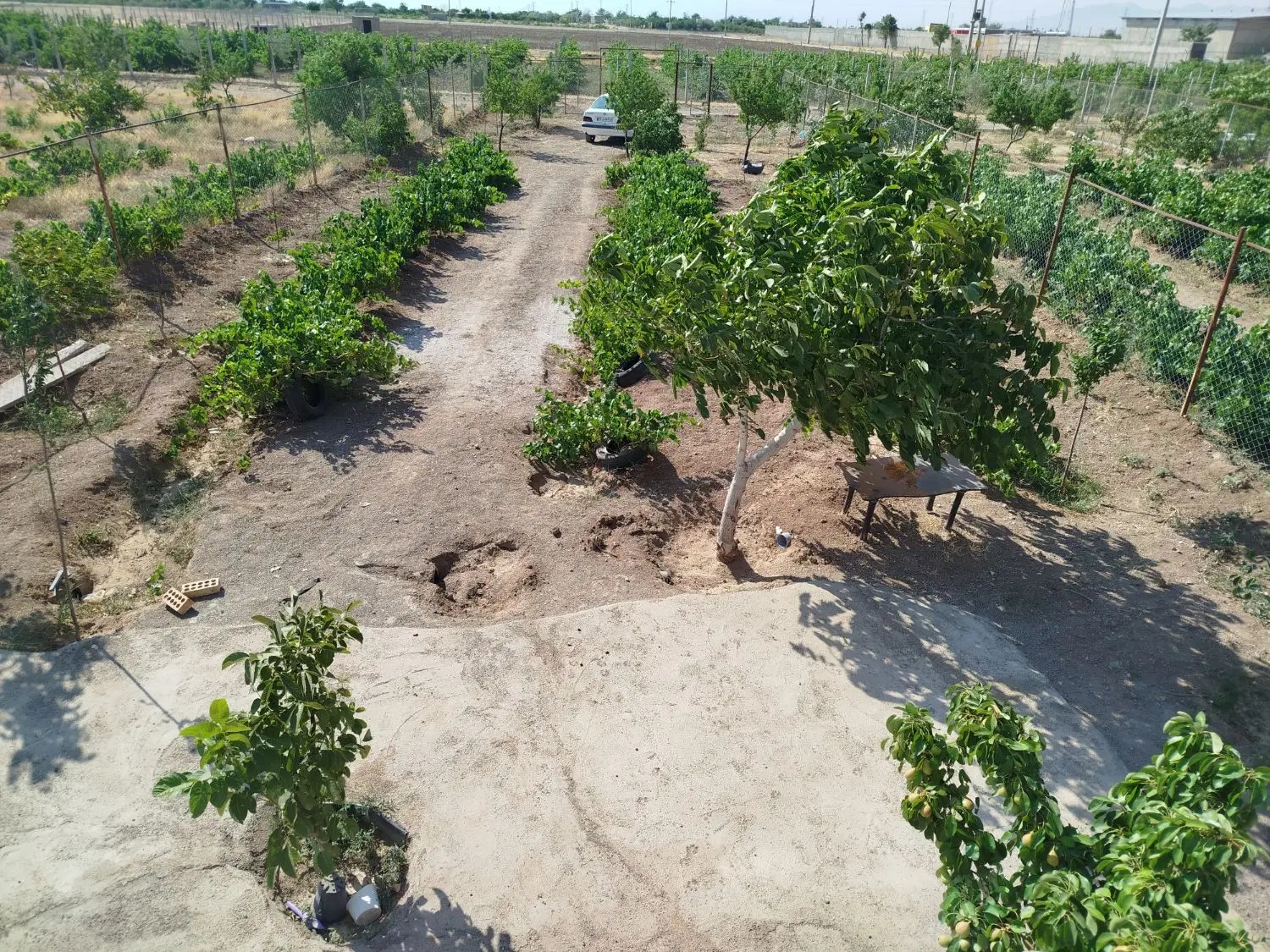 باغ فنس کشی شده
