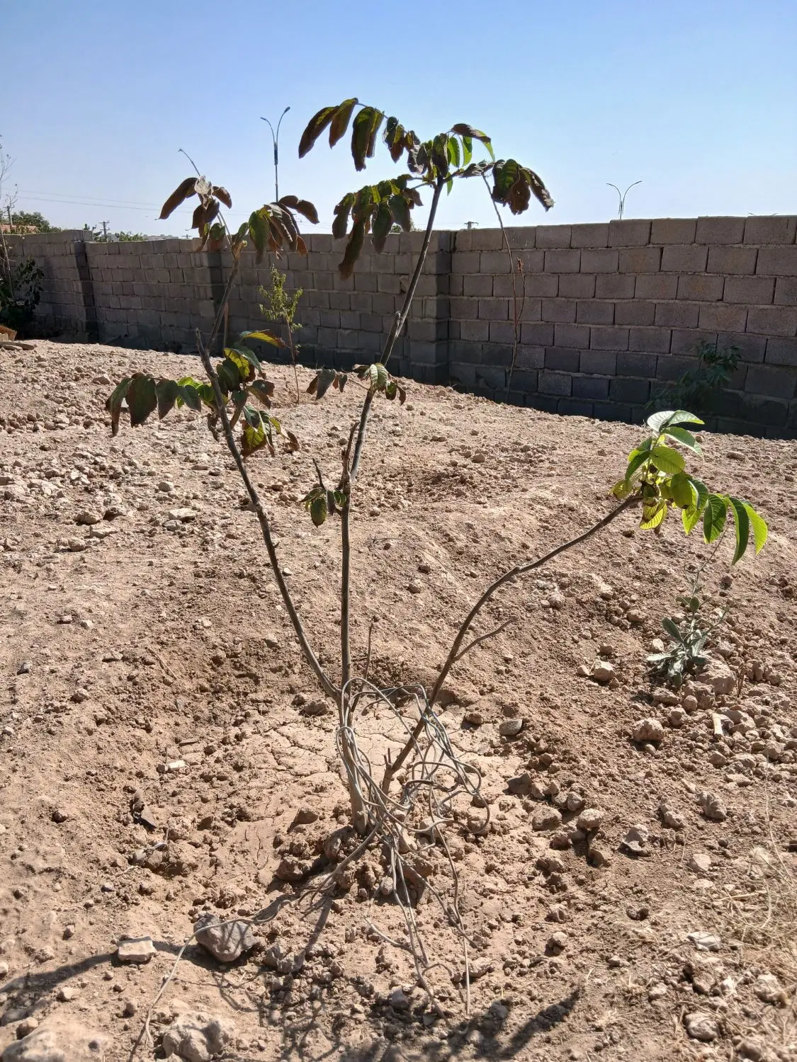 زمین چهاردیواری ۵۰۰مترمربع