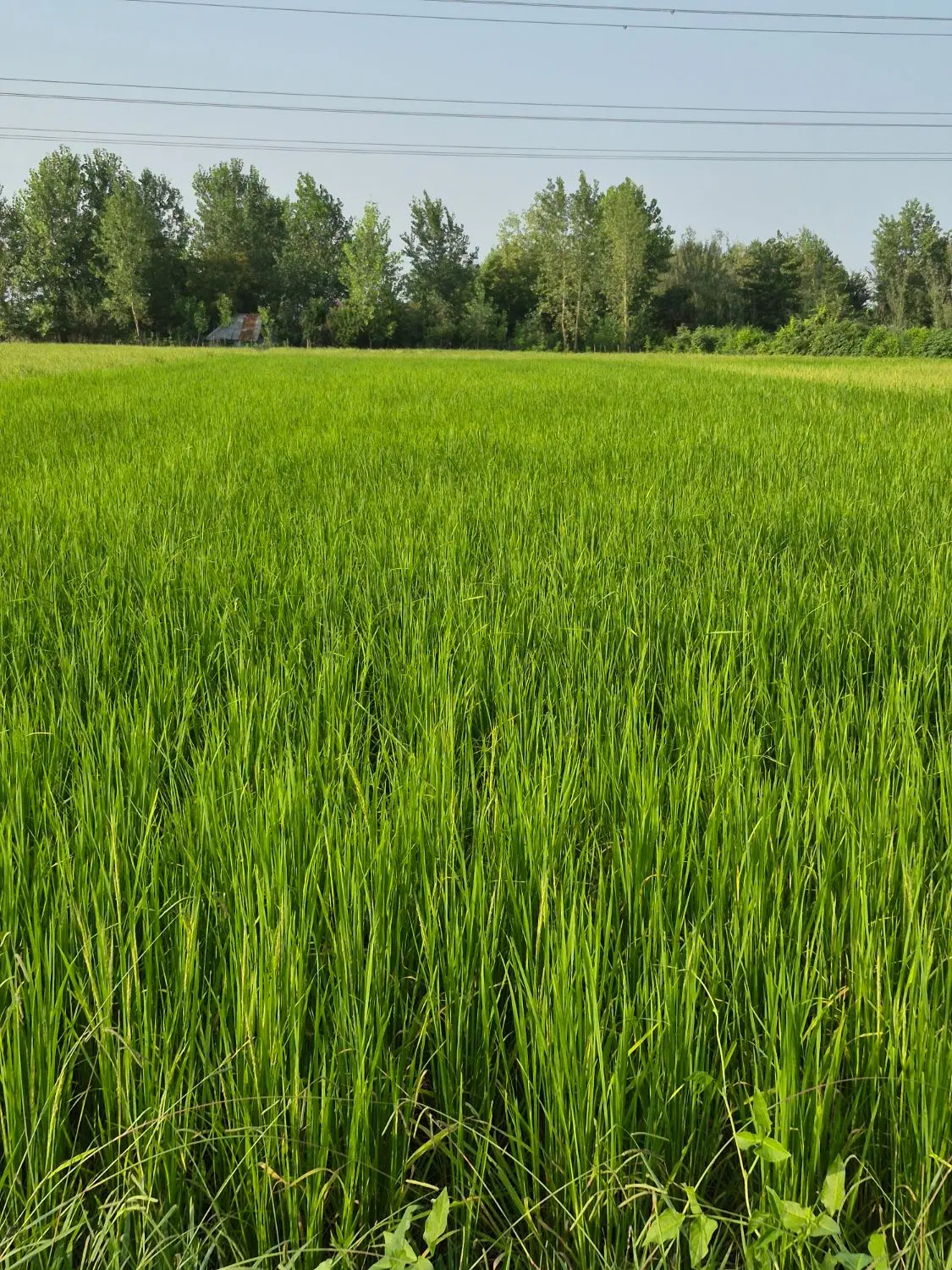 ۲۰۰۰ متر زمین شالیزار