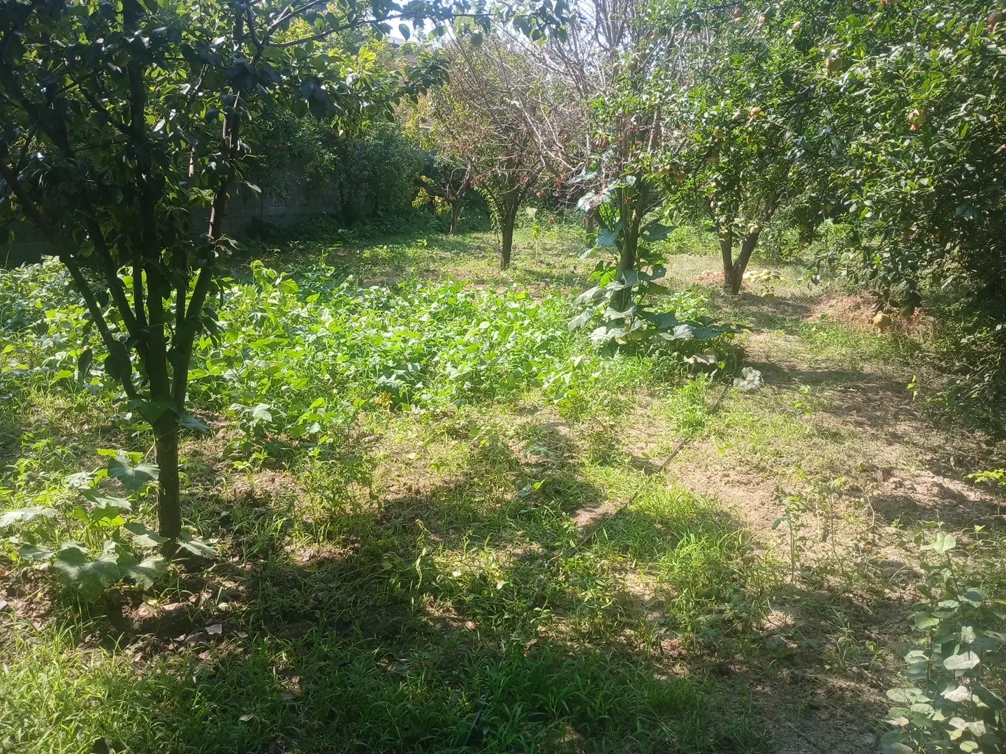 زمین بافتی وباغچه ای آماده براساخت