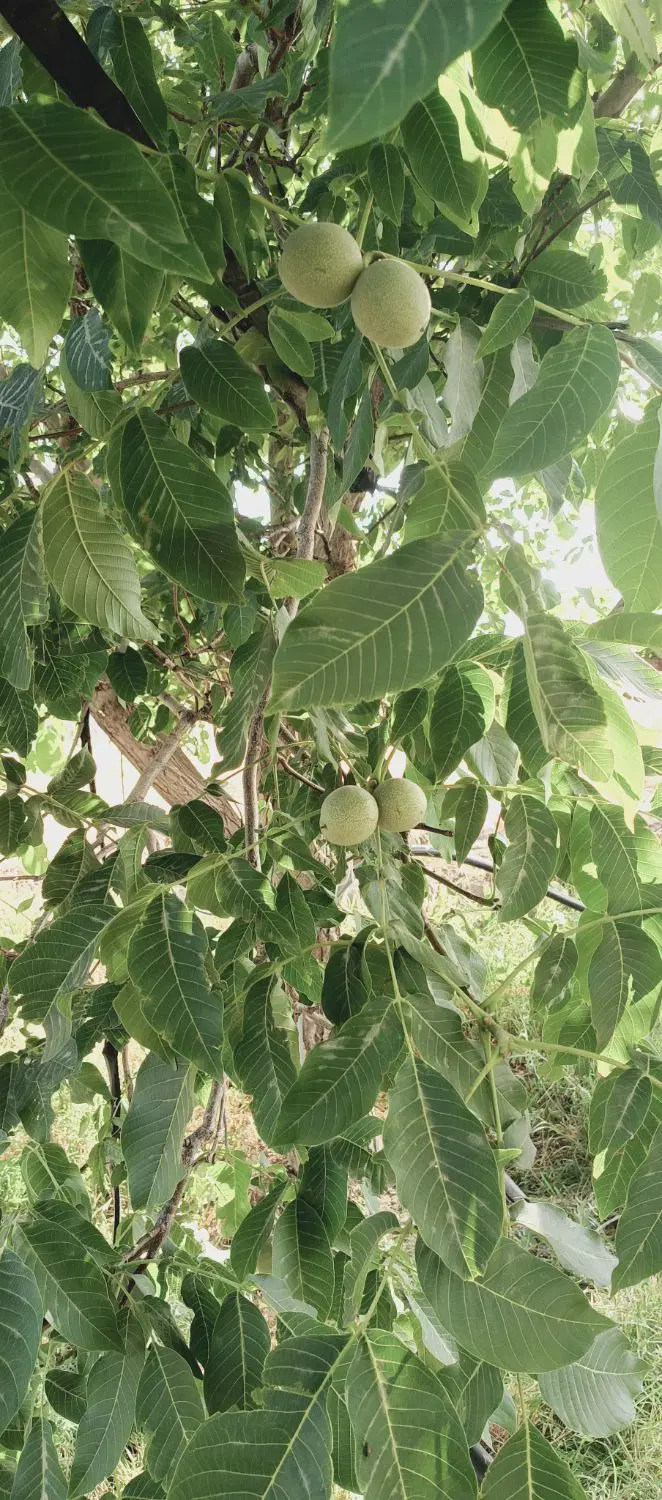 ۳۰۰۰ هزار متر باغ