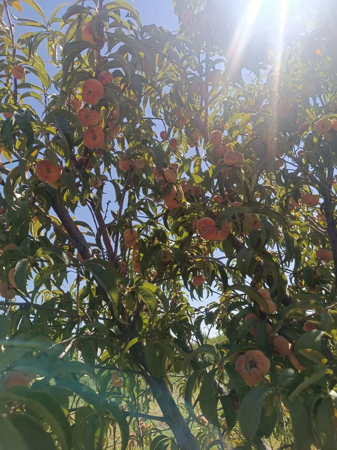 باغ هلو گلابی