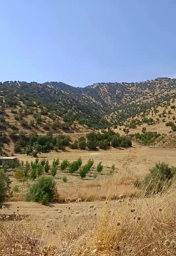 باغ گیلاس