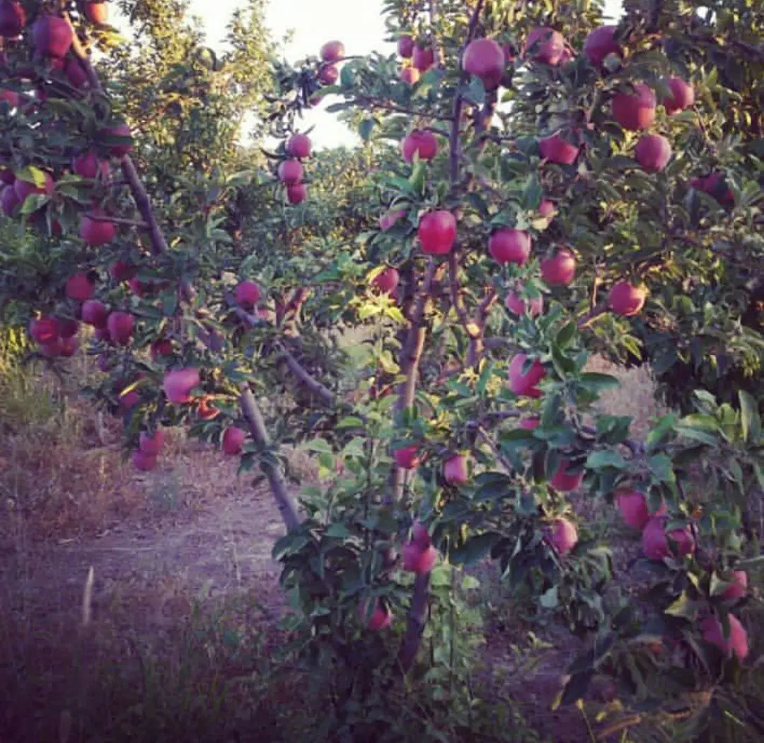 1000 متر باغ زیبای سربندان استخر دار (معاوضه)