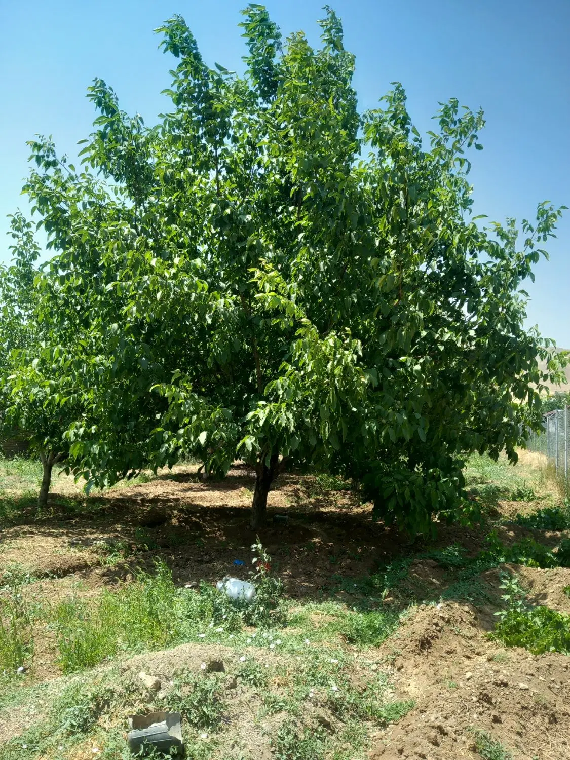 باغ گردو