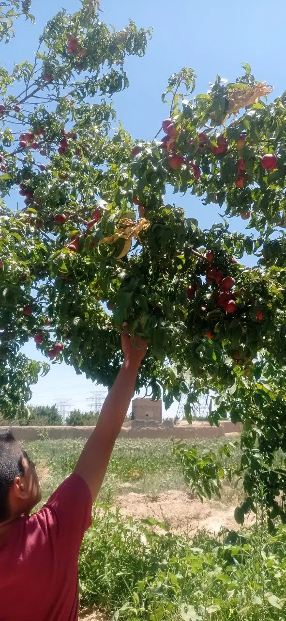 باغ ویلا فروشی