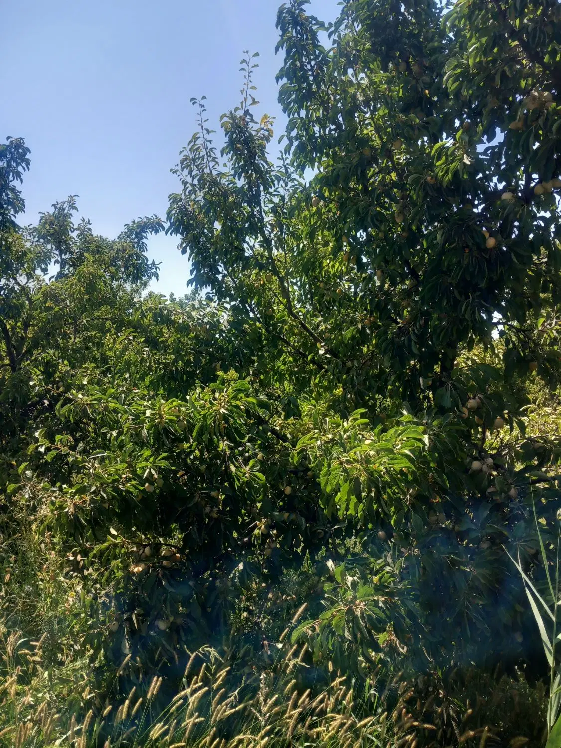 فروش باغ کوچک