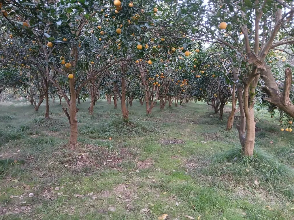 زمین ۲۱۱۷ متری