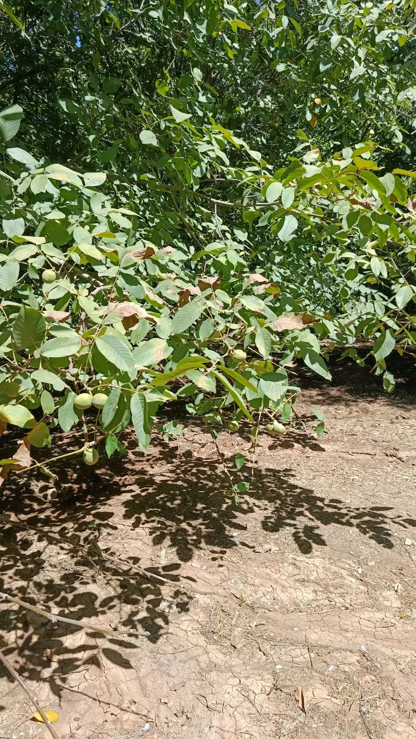 اجاره باغ گردو