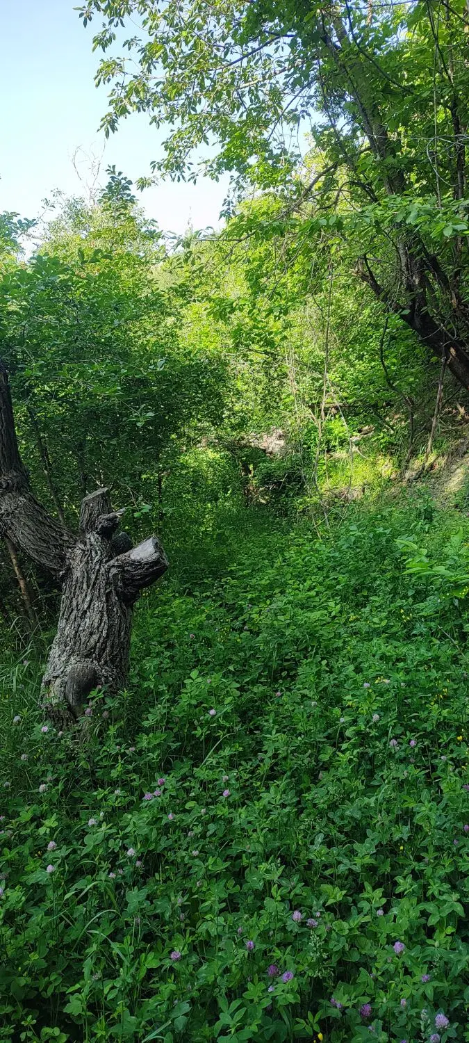 ۱۰۰۰مترزمین در برغان (روستای سرهه)سند دار