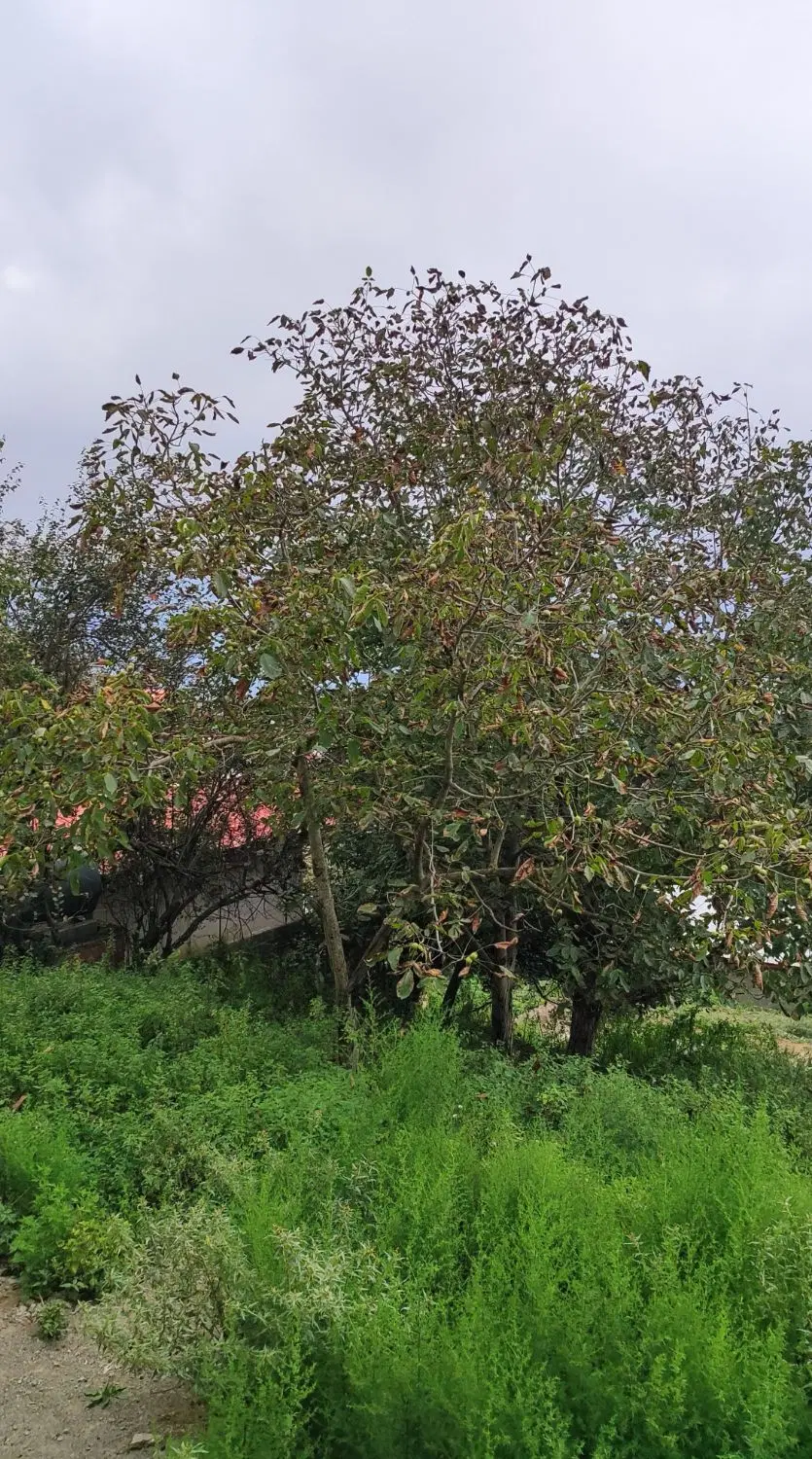 زمین درروستای میان رستاق