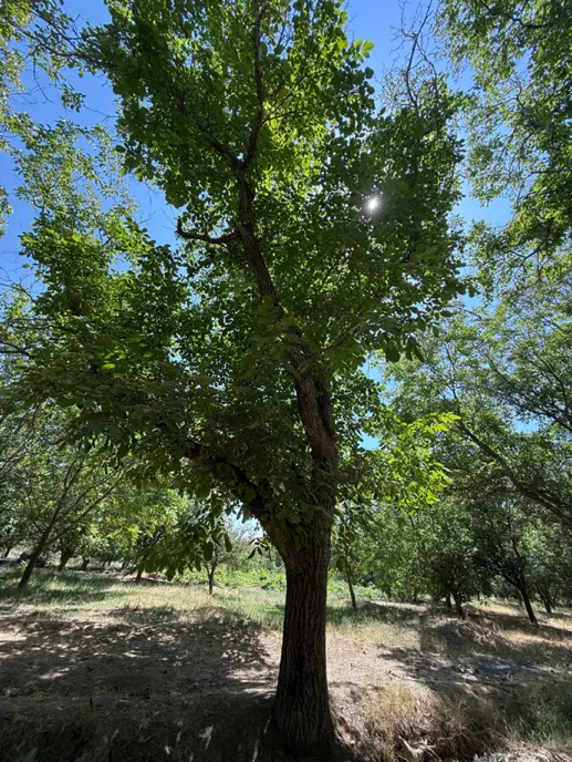 باغ در روستای بوکت عجب شیر
