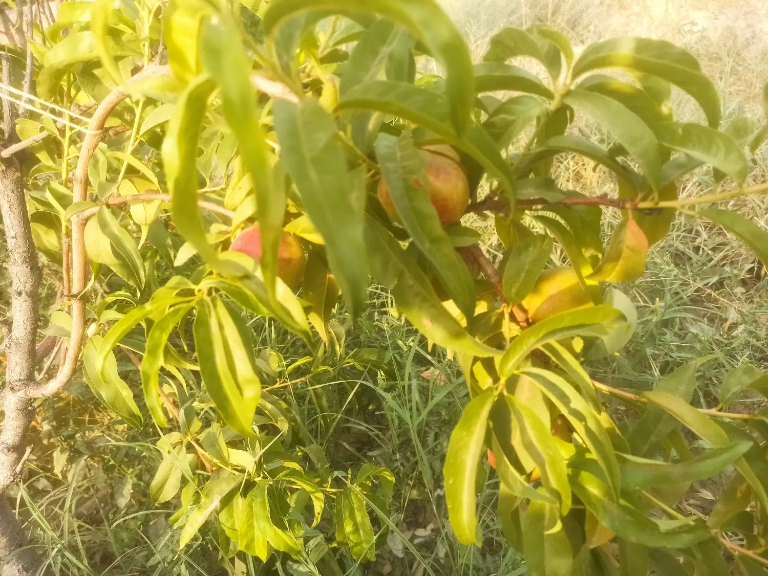 باغچه هزارمتری با کنتور برق