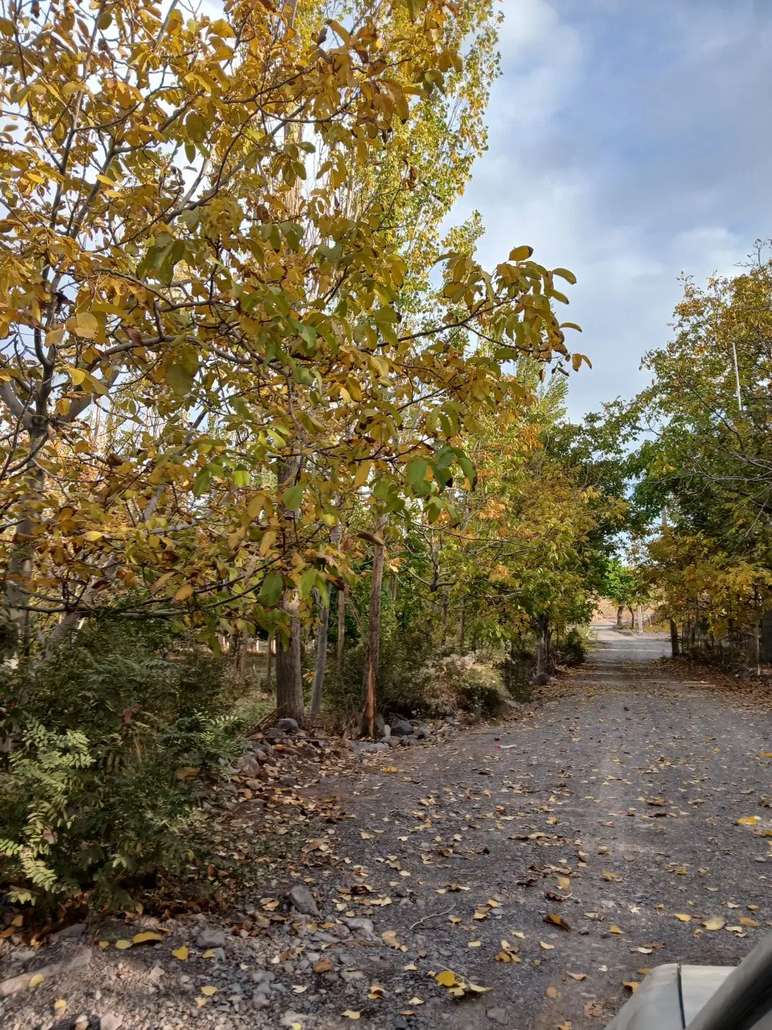 باغ راین