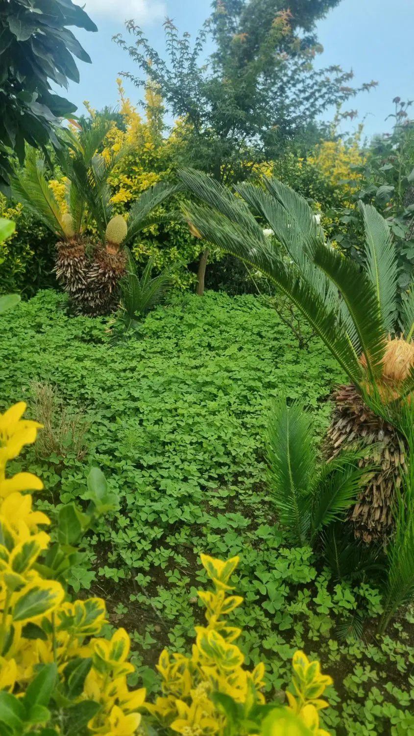 زمین ۹۰۰ متری اجاره‌ ای
