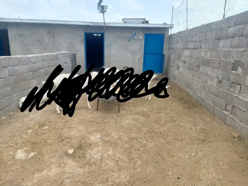 فروش طویله
