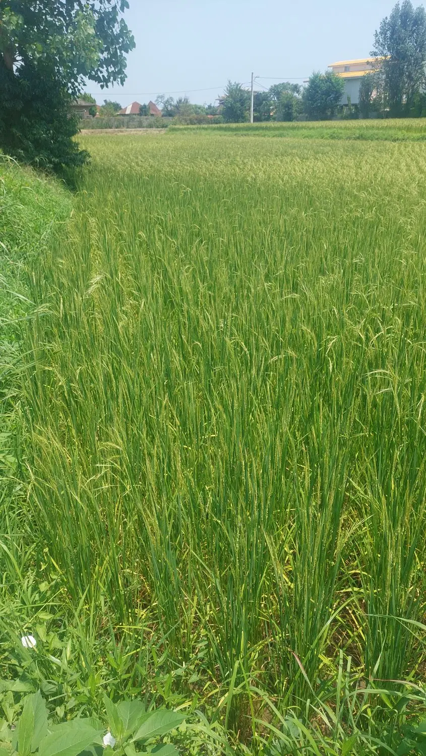مزرعه ۱۰۰۰متری