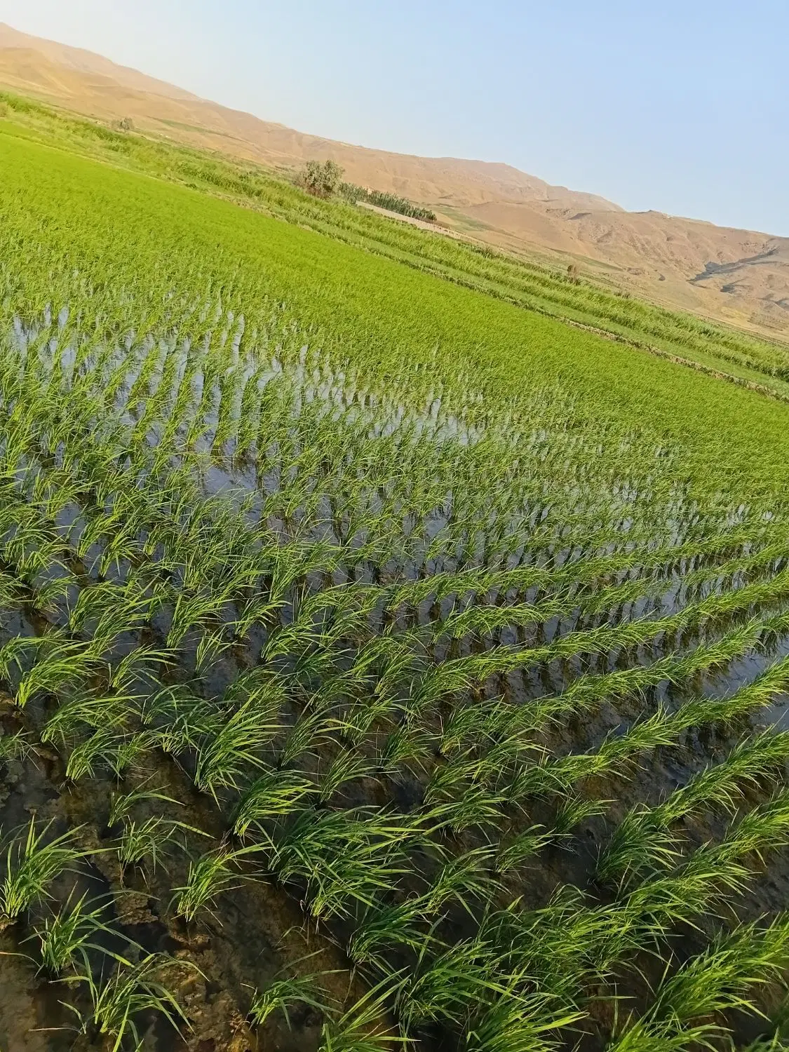 کمپایین برنج