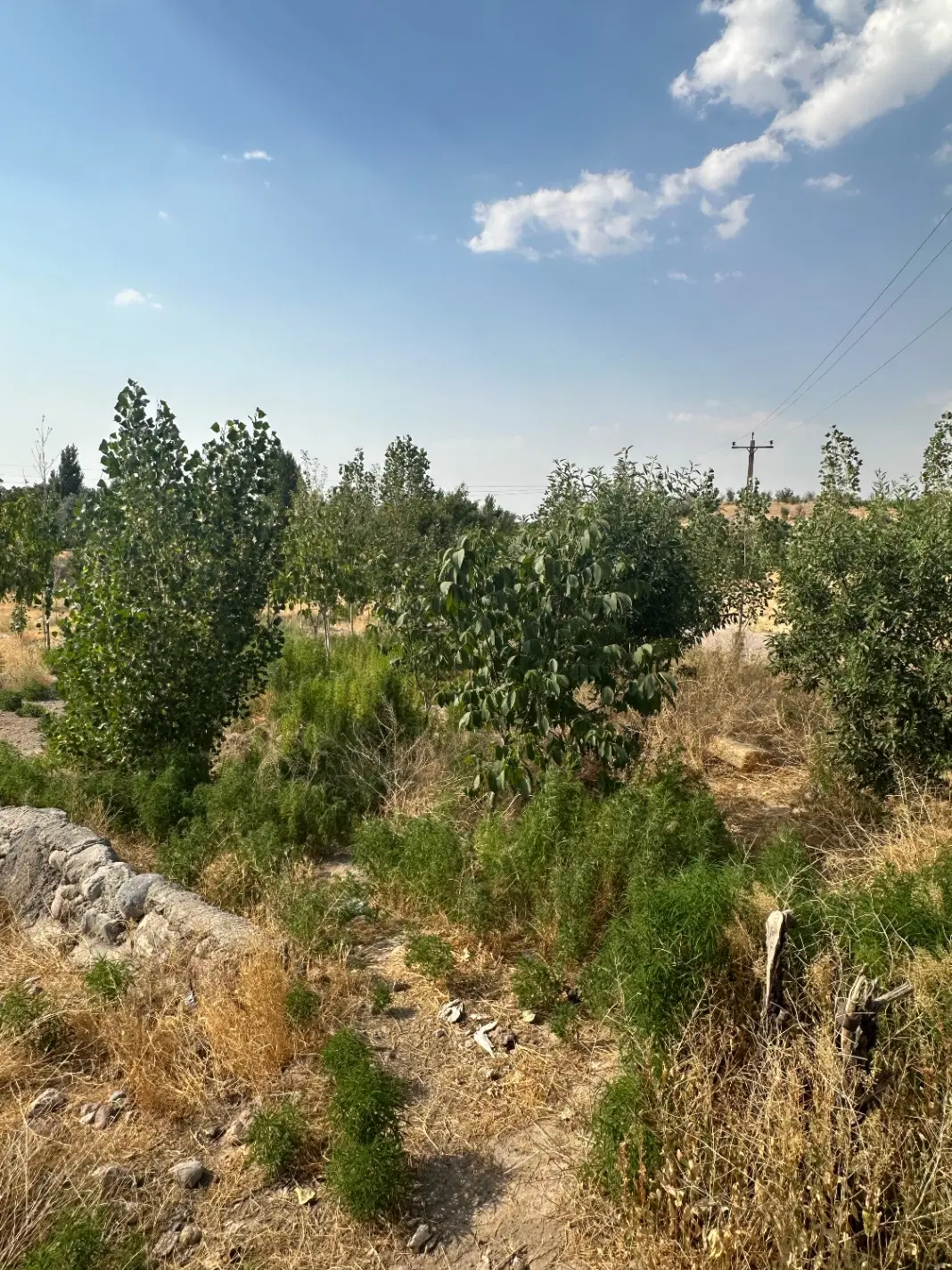 باغ در نزدیکی تبربز