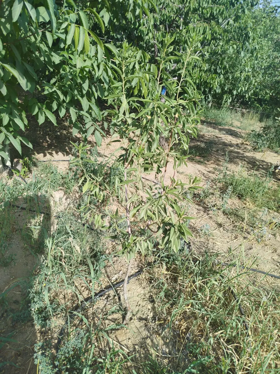 باغ آجیلی