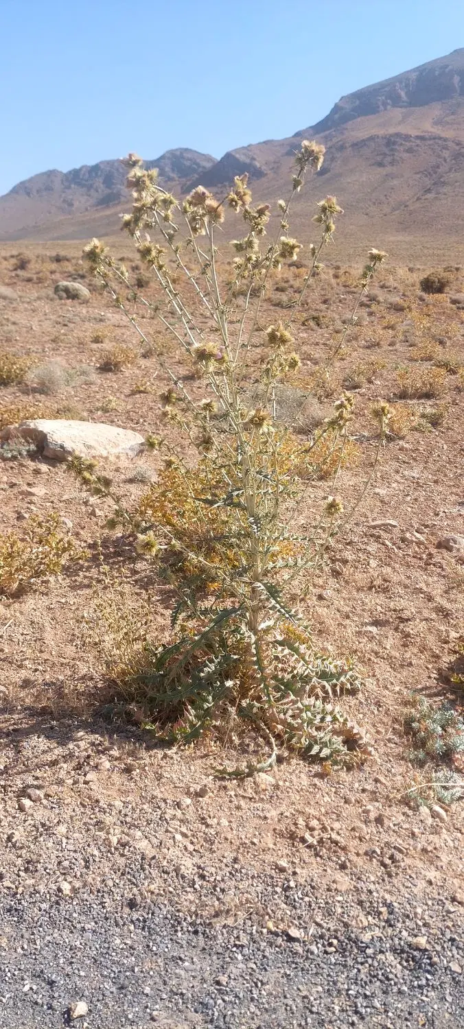 زمین زراعی