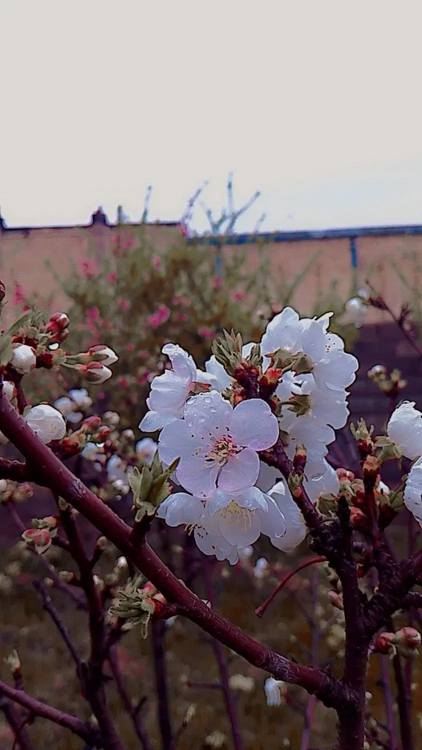باغ ویلای 1000متری