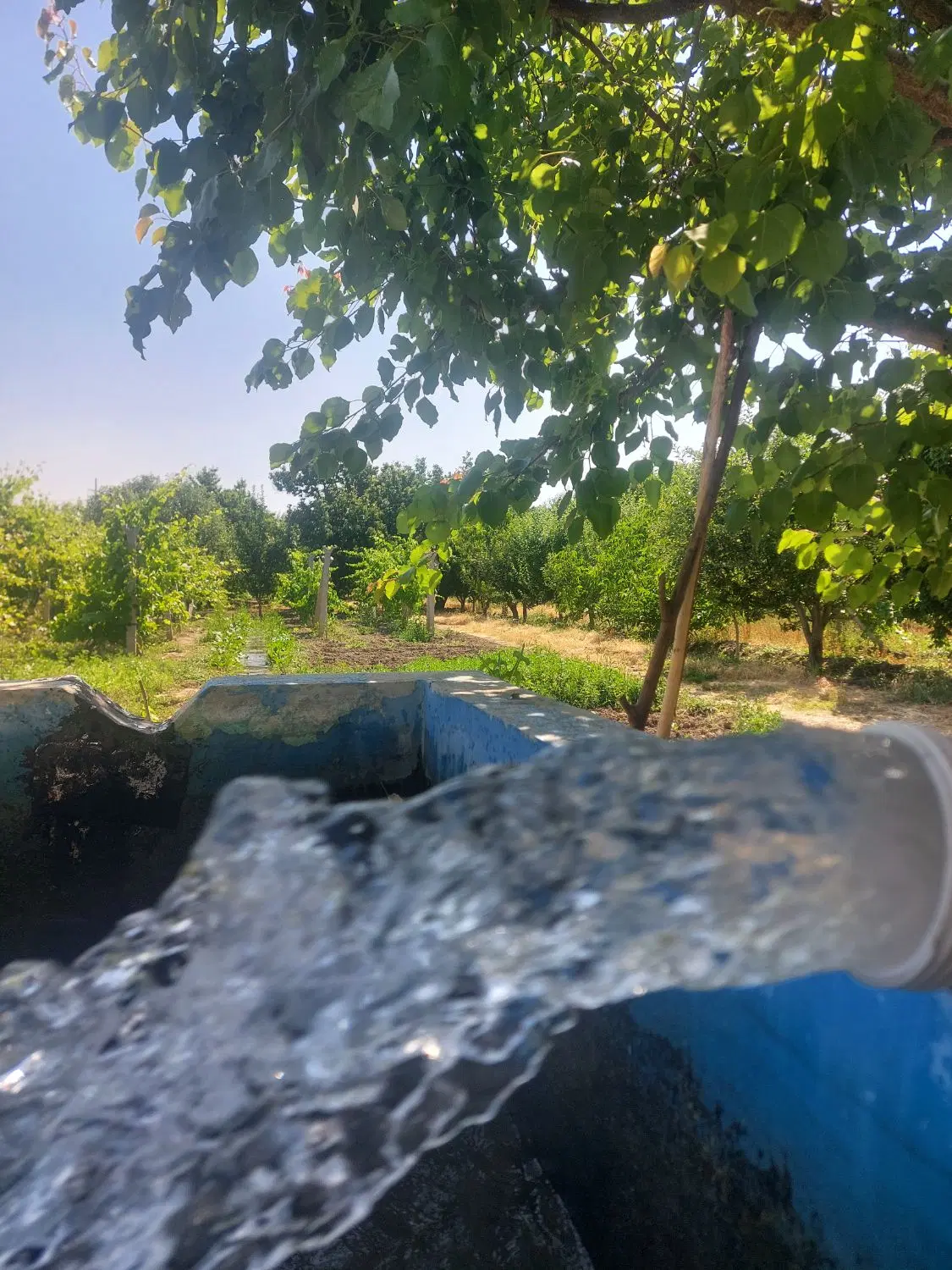 باغچه الوان بارده. جاده سلماس