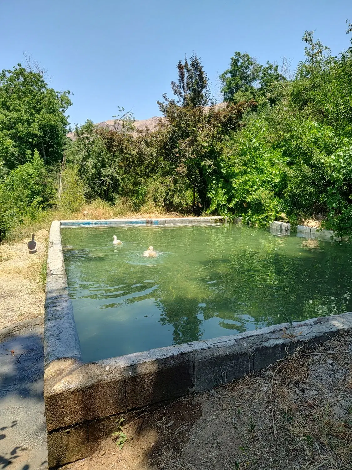 فروش باغ مثمر