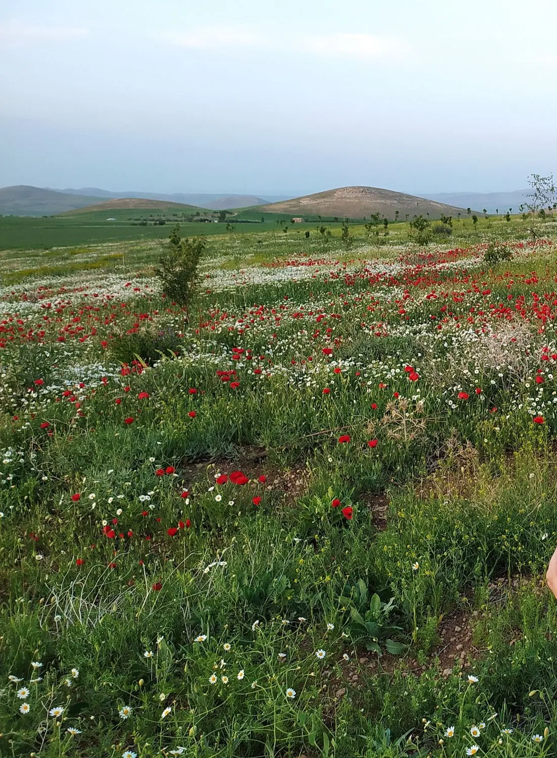 فروش زمین خانه باغ داربسر