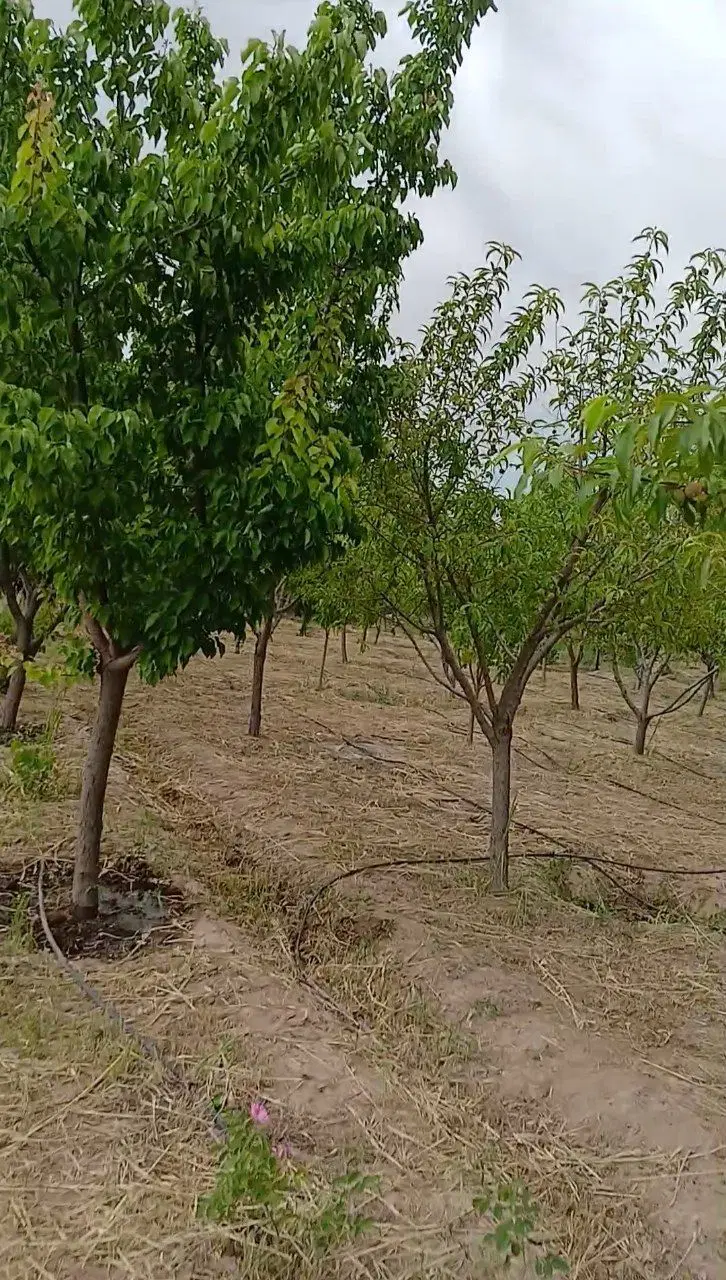 باغ پر میوه