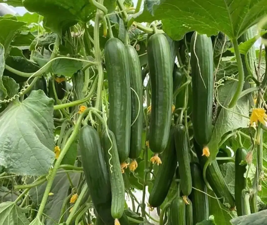 اجاره گلخانه ۱۲۰۰ متر