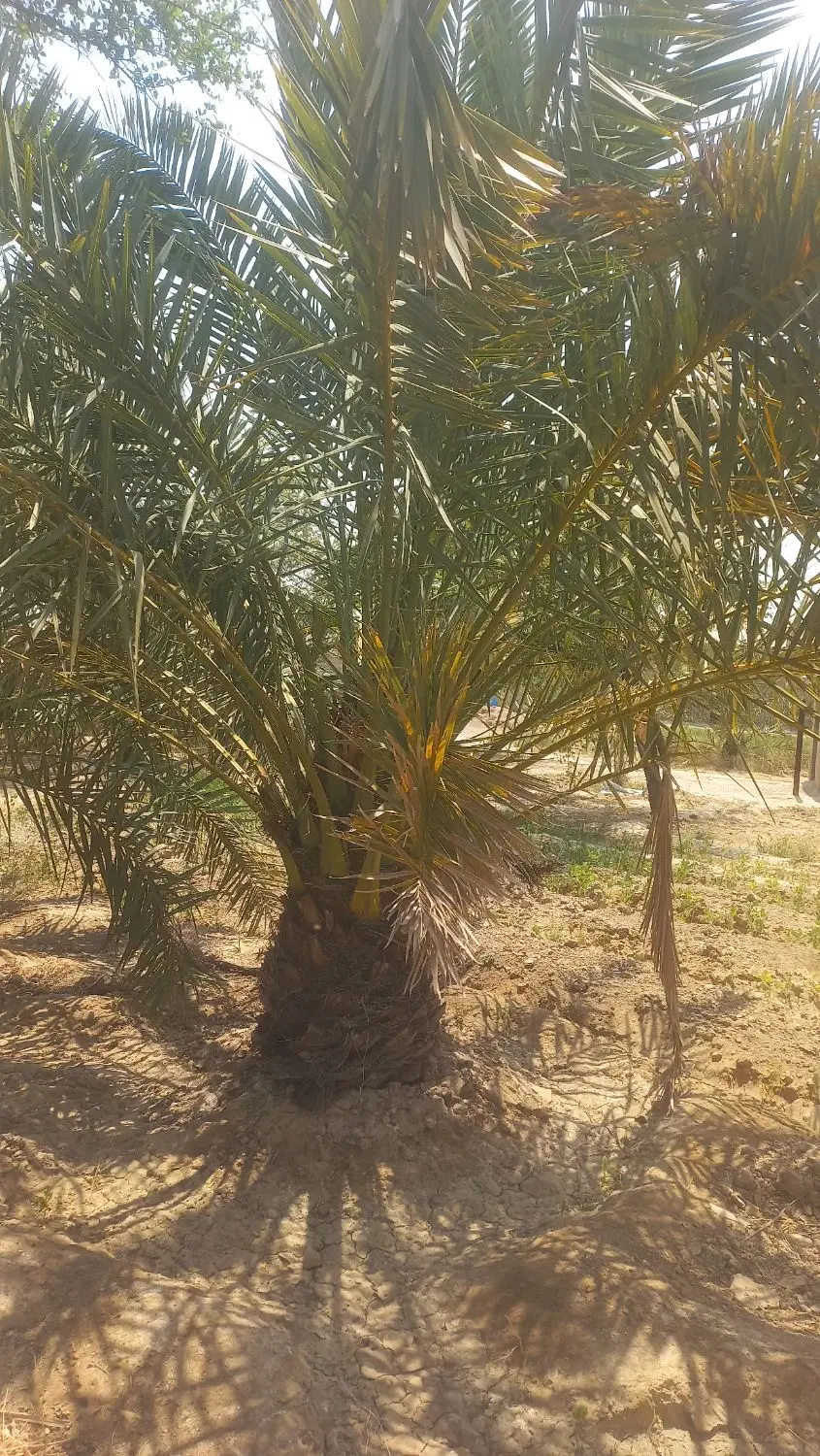 اجاره یک باب سوله دامداری به مساحت ۱۴۰۰متر