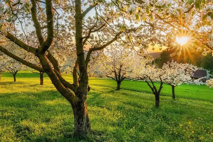 فروش زمین باغی