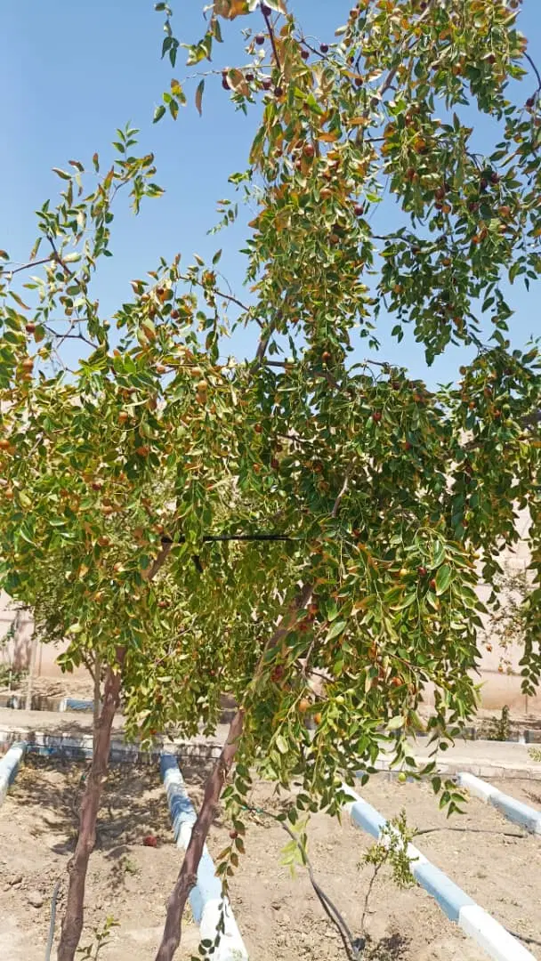 زمین مسکونی کوچه پمپ بنزین الماس