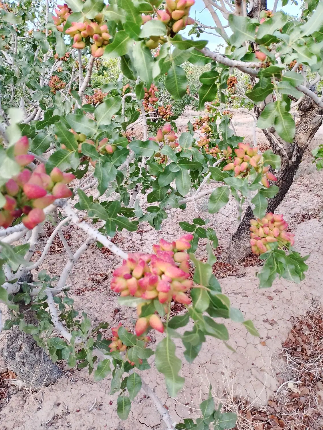 باغ پسته
