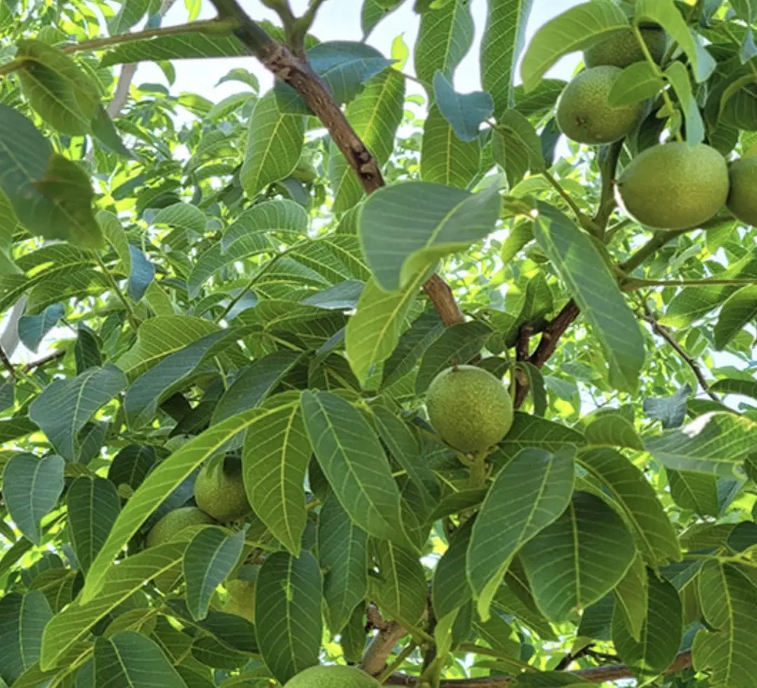 فروش زمین کشاورزی