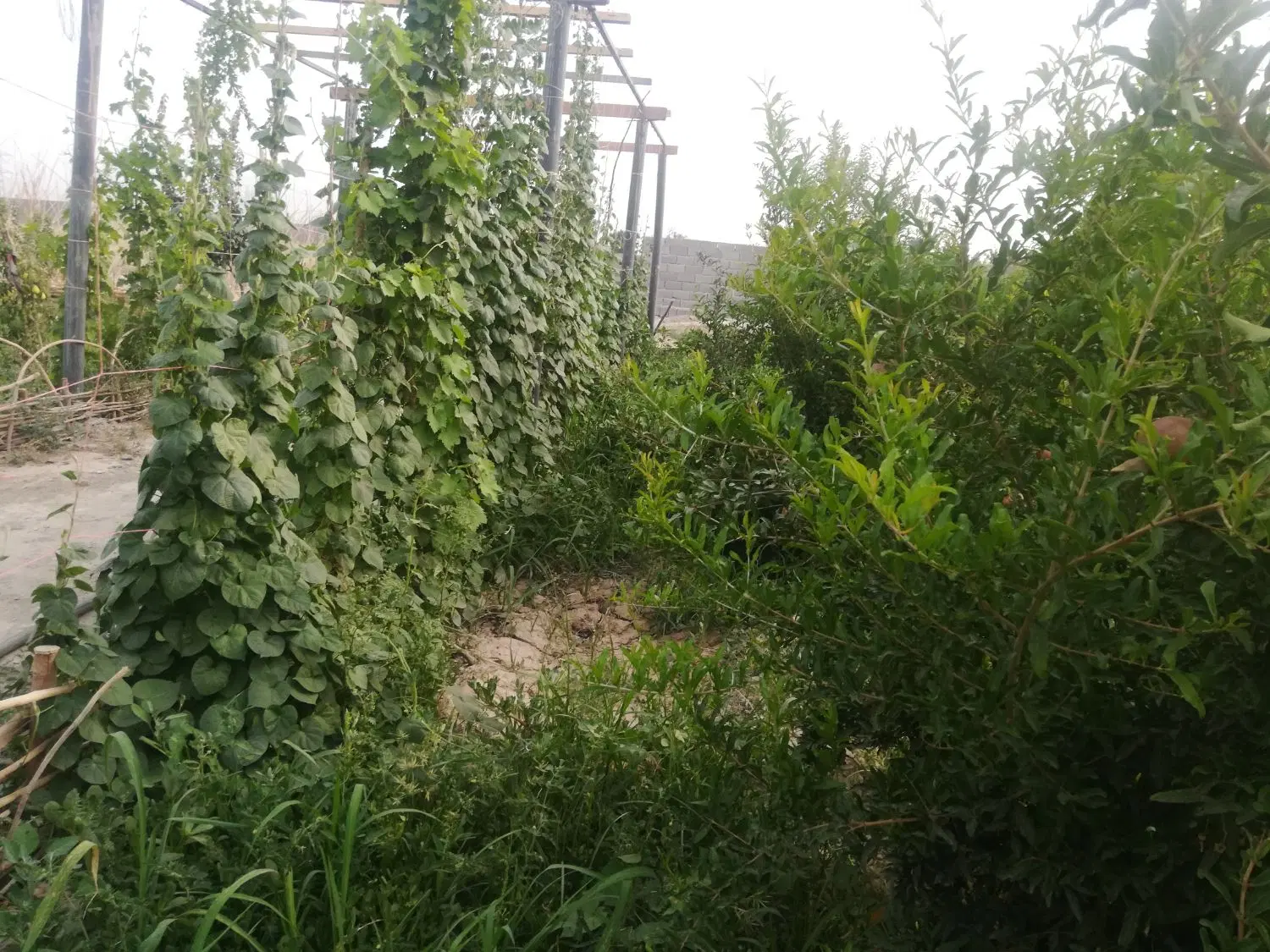 باغچه