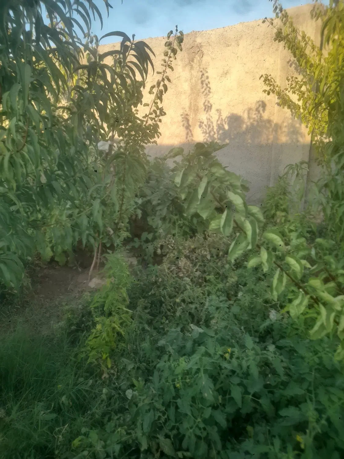 فروش زمین