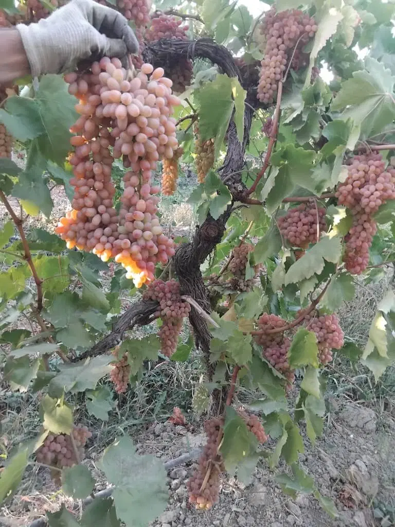۳طناب باغ در تیز خراب جاده سرو