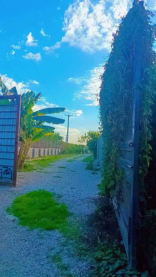باغ در جاده سددز