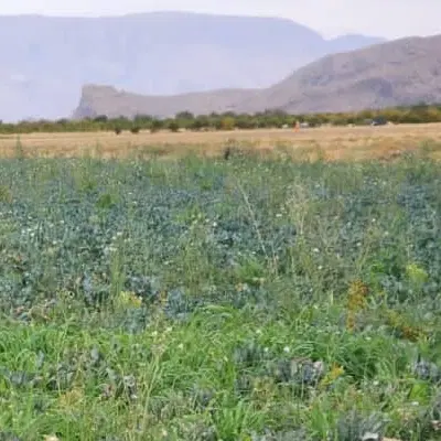 زمین مشا دویست متری