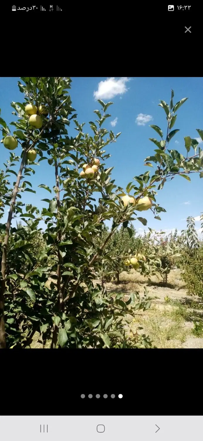 زمین باغی