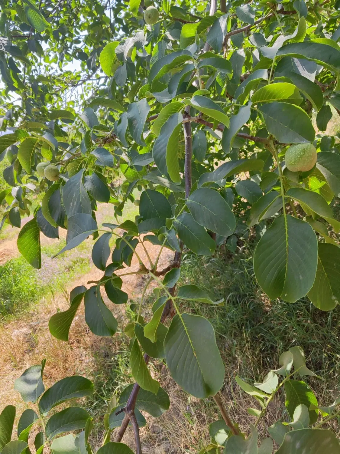 زمین