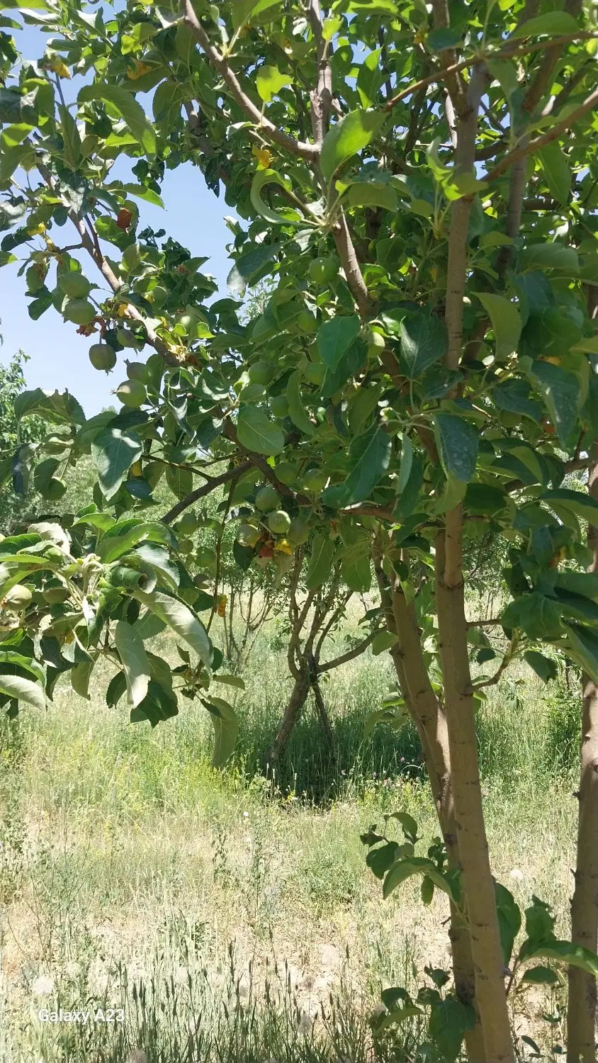 باغ آباد