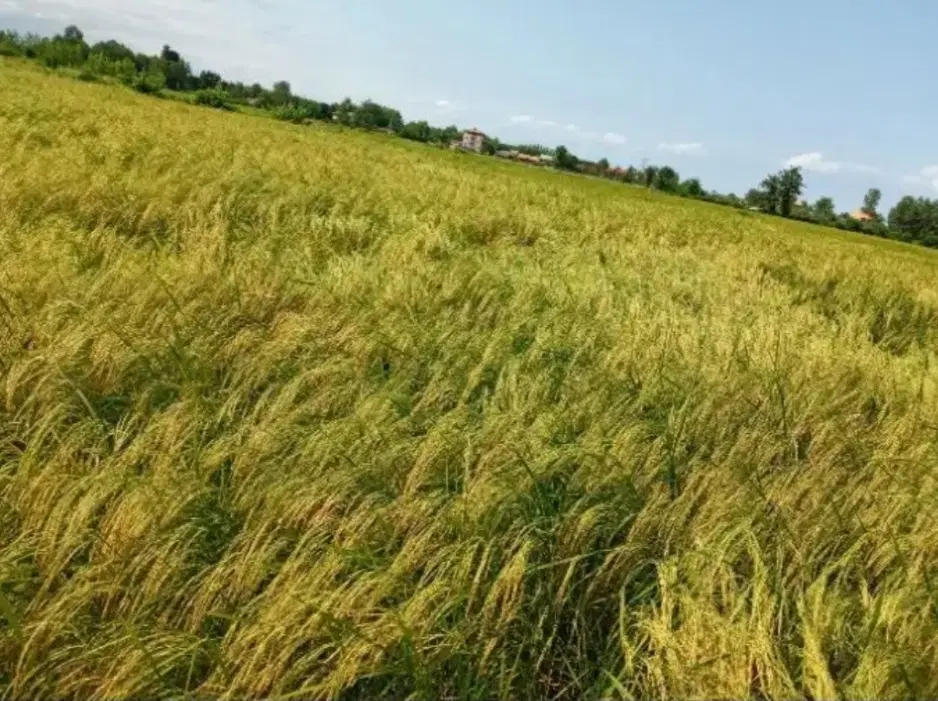 زمین کشاورزی