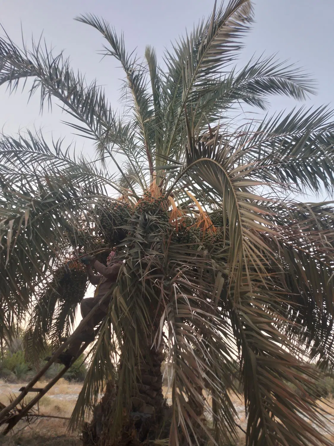 اجاره زمین