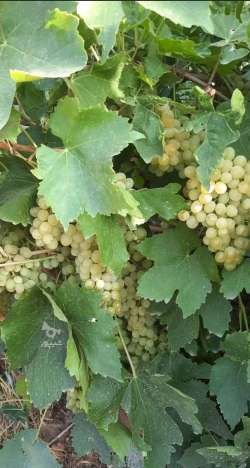 ۲ جریب باغ انگور می آباد