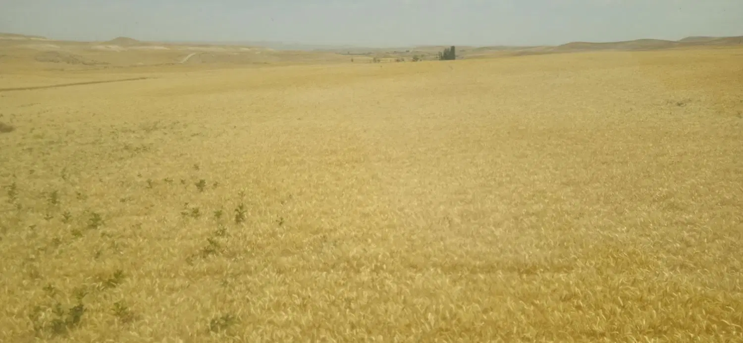 اجاره زمین کشاورزی